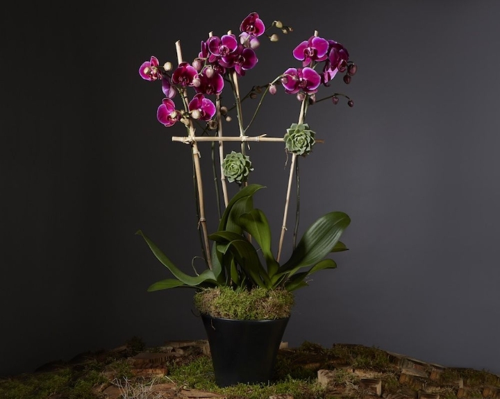 Deluxe Orchid